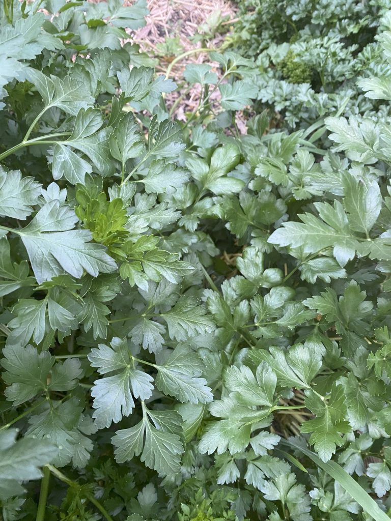 Flat leaf parsley aka Italian parsley photo: BVSS/AR