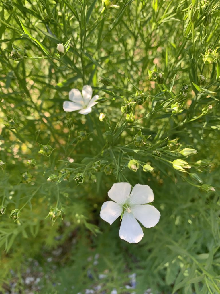 Linseed flower photo: BVSS/LW
