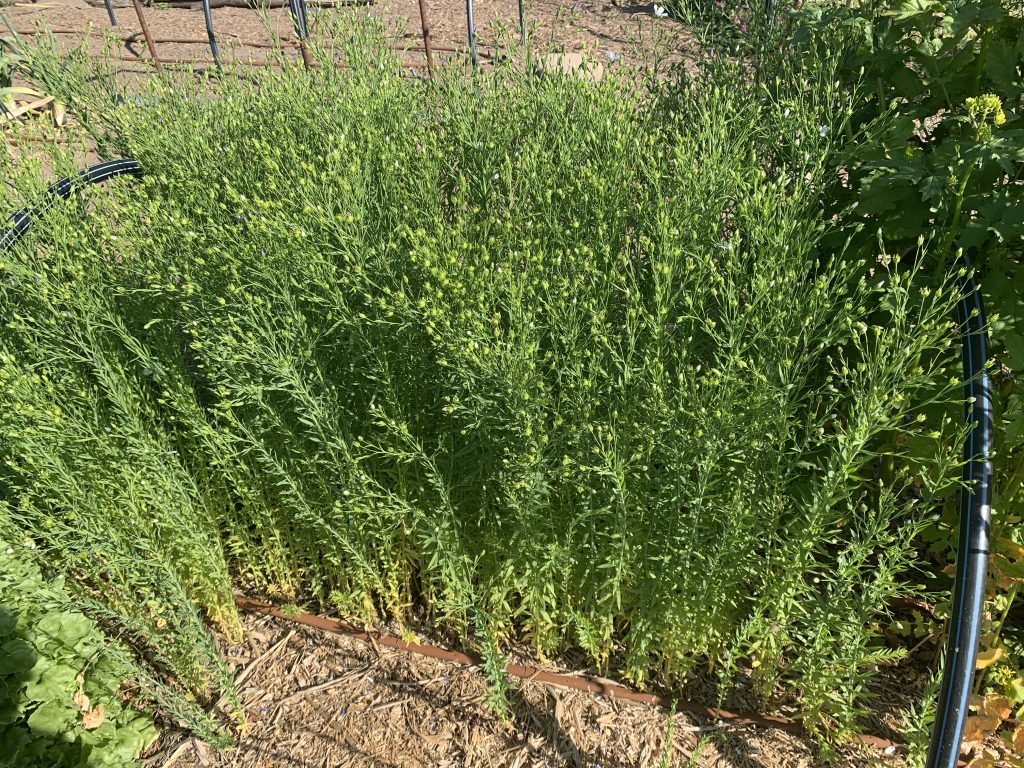 A mass of linseed plants photo: BVSS/LW