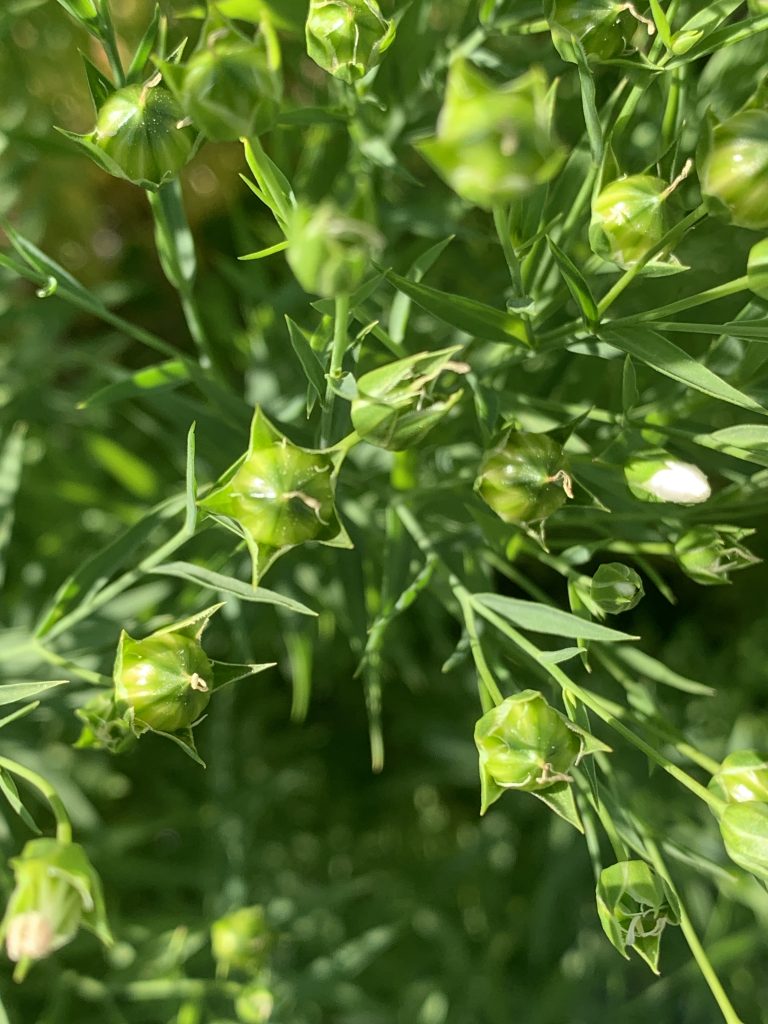 Linseed immature seed capsules photo: BVSS/LW