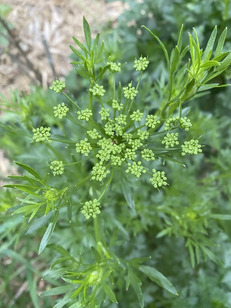 Flat leaf parsley aka Italian parsley photo: BVSS/AR