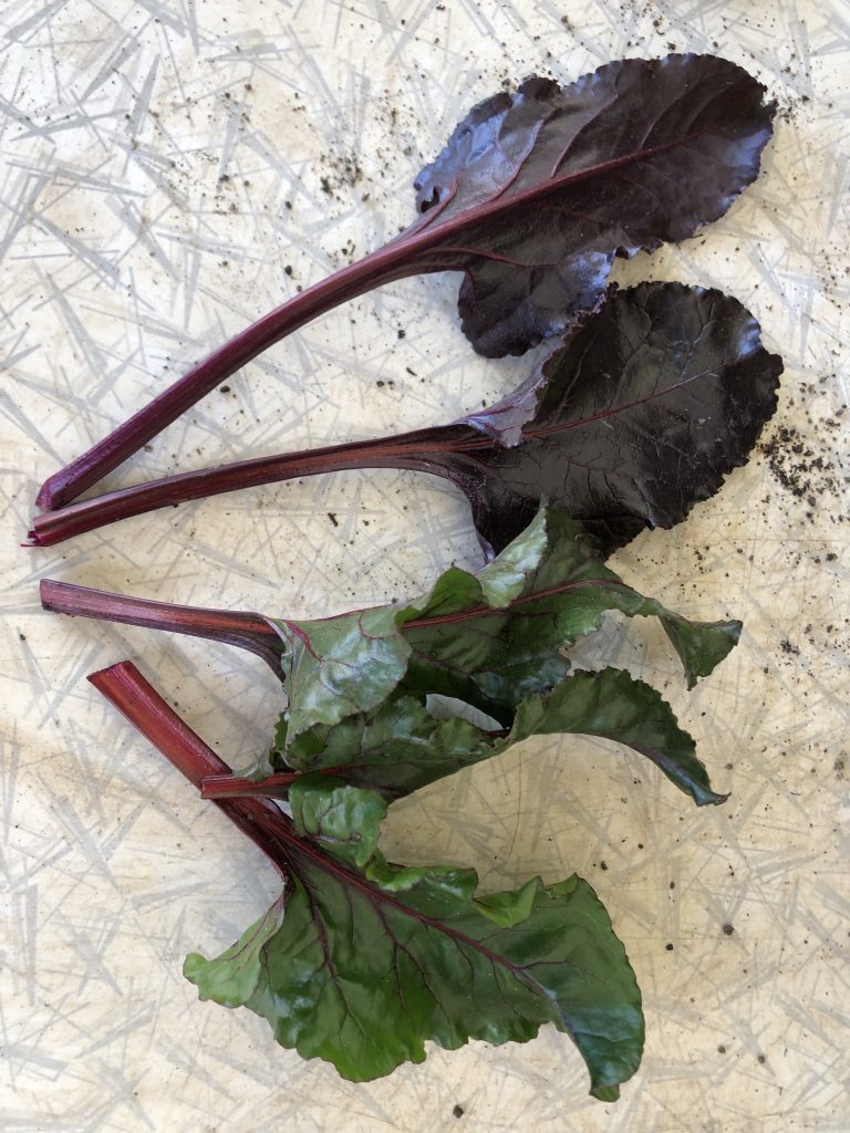 Beetroot leaves. Selection may be based on leaf colour. photo: BVSS/LW