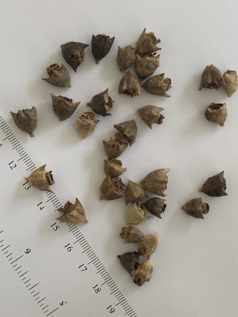 Warrigal greens seeds photo: BVSS/LW