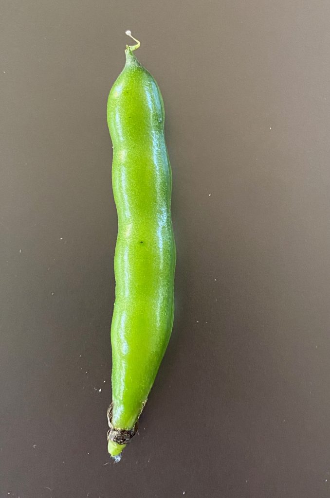 Egyptian Broad Bean - Vicia Faba. Ready for picking fresh when the shape of the individual beans can be seen in the outline of the pod. Photo: BVSS/JF