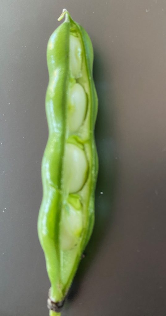 Egyptian Broad Bean - Vicia Faba. Pods typically have 3 - 4 beans. Photo: BVSS/JF