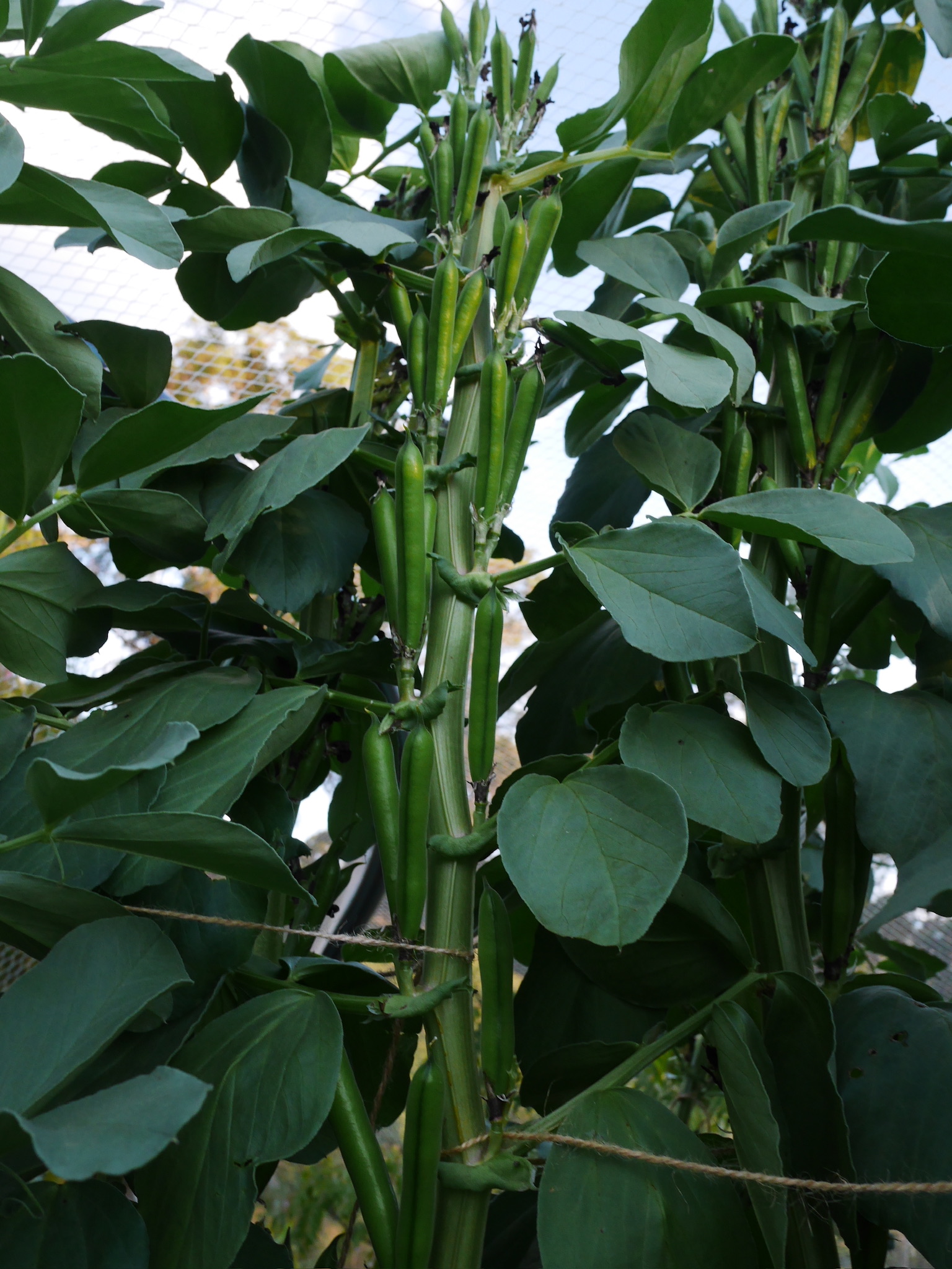 Egyptian Broad Bean - Vicia faba. Beans growing in cluster from the stem. Prolific producer. Photo: BVSS/JF