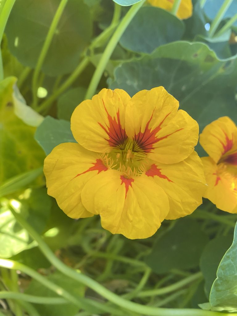 Nasturtium flower photo: BVSS/AR