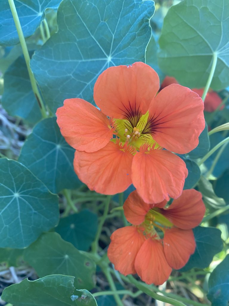 Nasturtium flower photo: BVSS/AR
