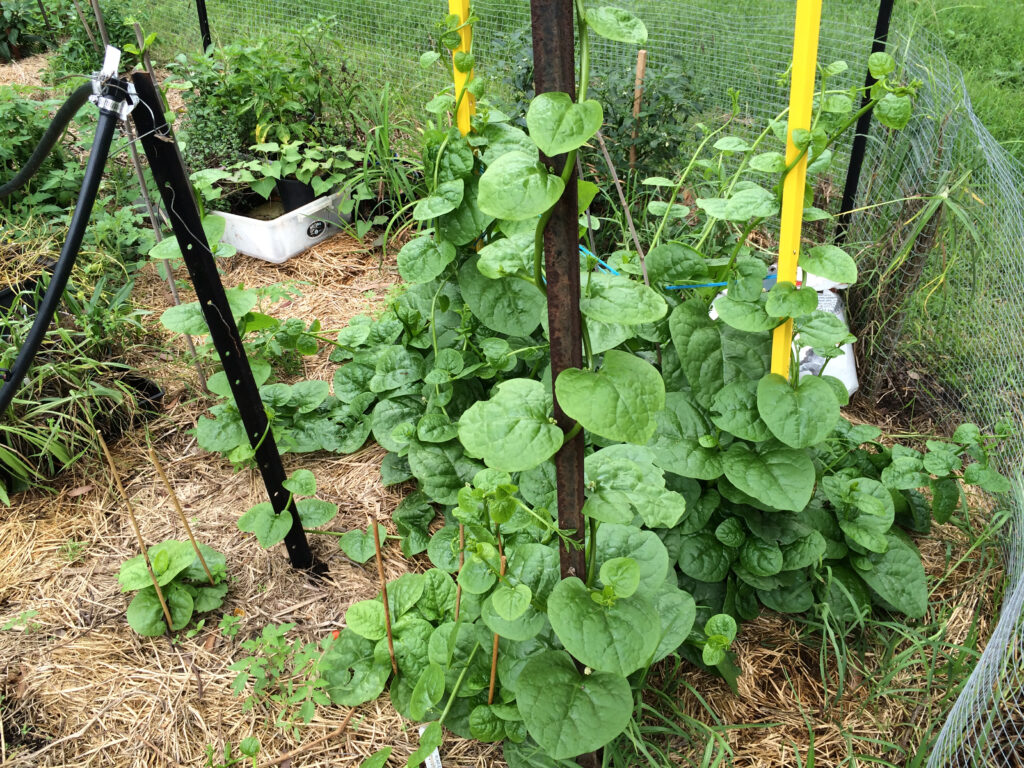 Green stemmed basella photo: Lloyd Sharp