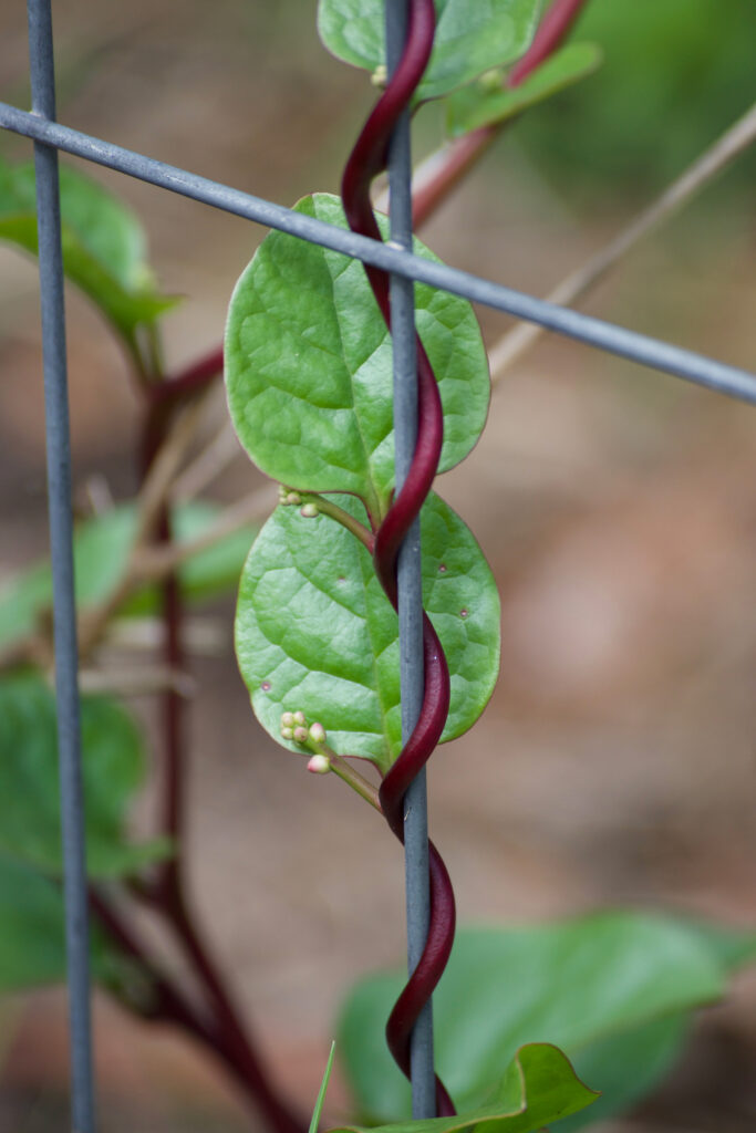 Basella alba 'Rubra' or Red-stemmed Basella photo: Lloyd Sharp