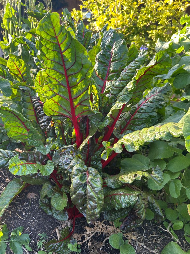 Ruby Red chard photo: Joh Sheehan