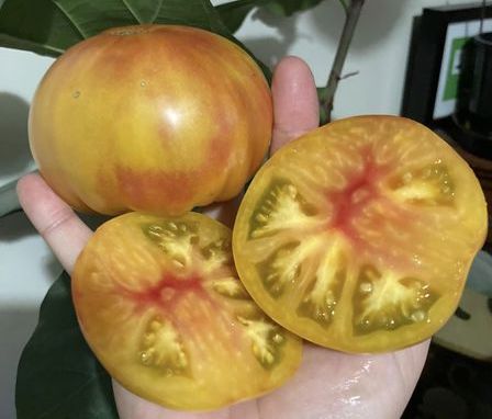 Catydid tomatoes photo: Thea O'Loughlin