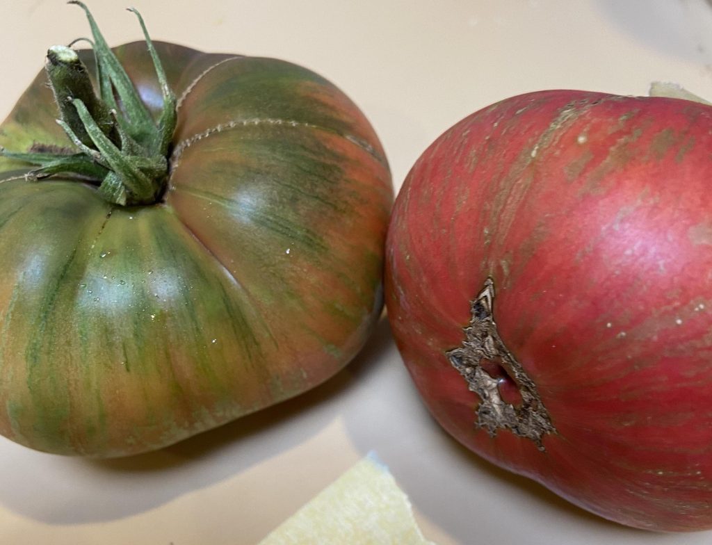 Fred's Tie Dye.  photo: Natalie Kerr