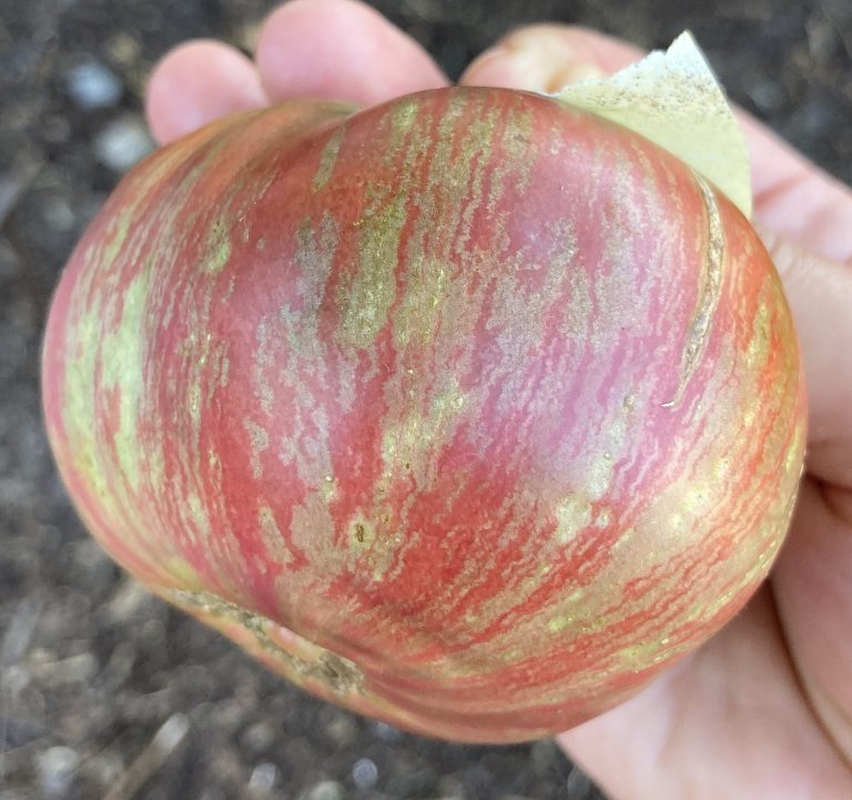 Fred's Tie Dye. photo: Thea O'Loughlin