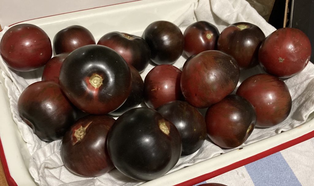 Gondwana Lava.  Photo: Thea O'Loughlin