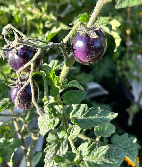 Gondwana Moon. photo: JN