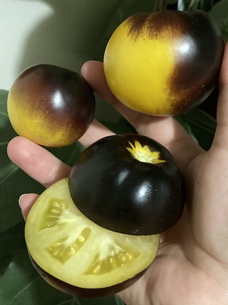 Gondwana Moon. photo: Thea O'Loughlin