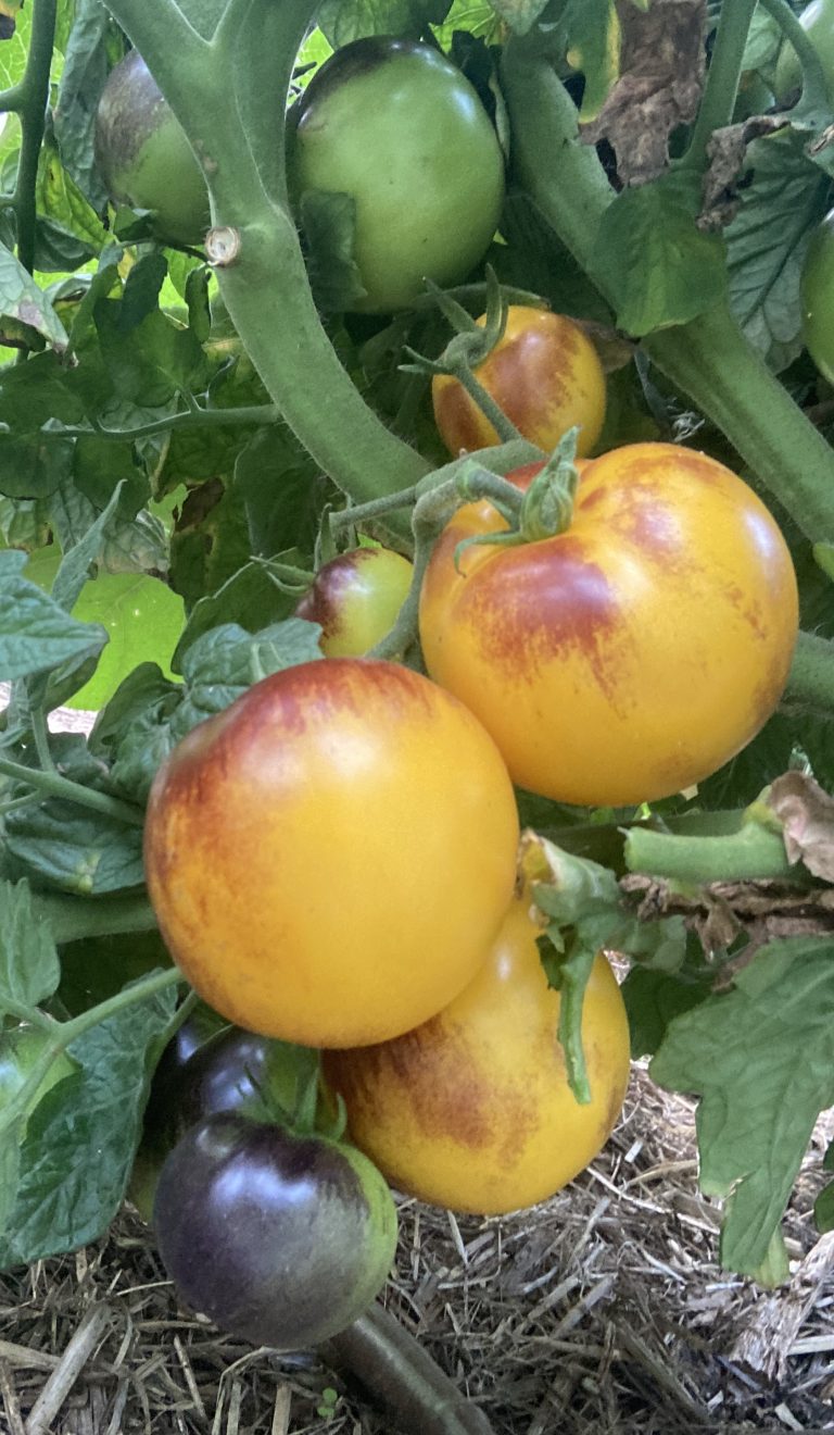 Gondwana Moon. photo: Thea O'Loughlin