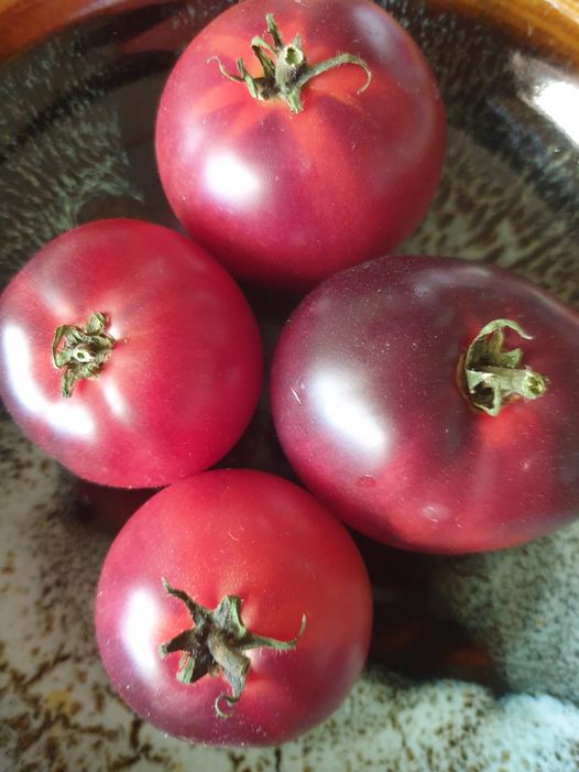 Gondwana Rose. photo: Jeanette Mill