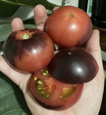 Gondwana Rose. photo: Thea O'Loughlin