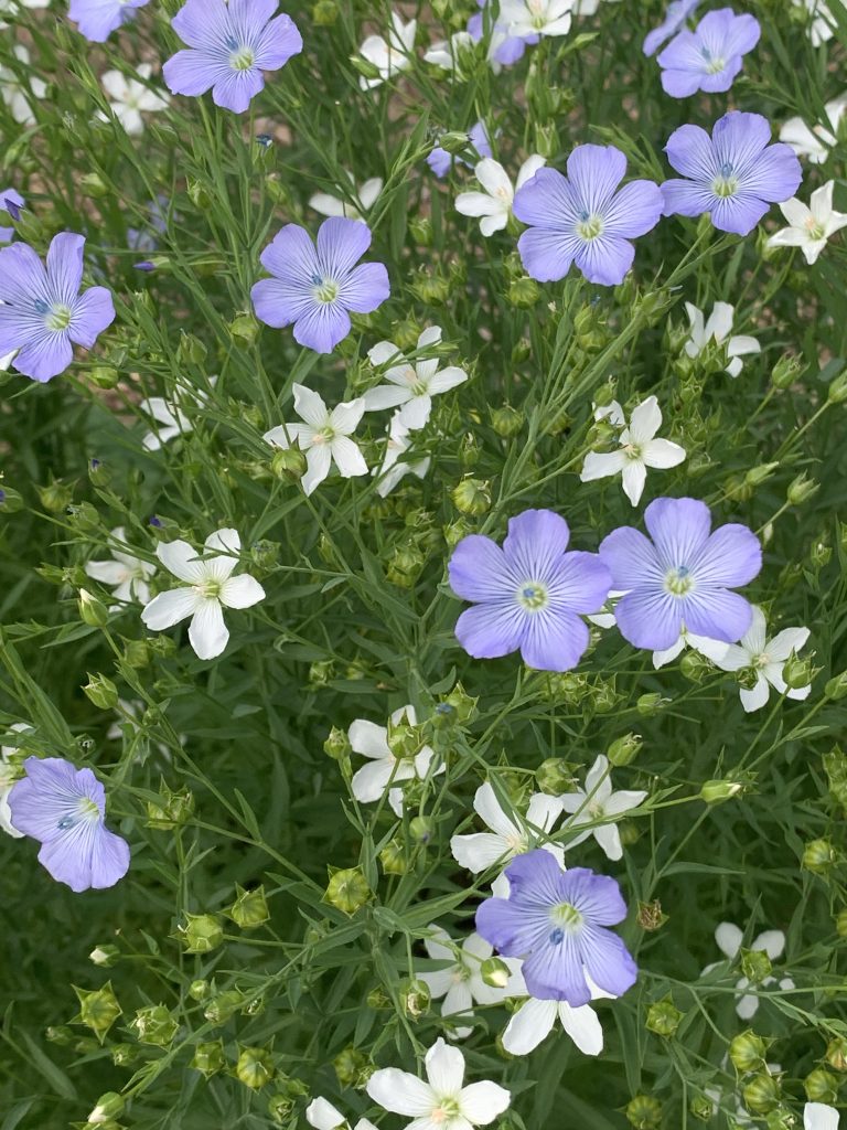 Linseed flowers photo: BVSS/LW