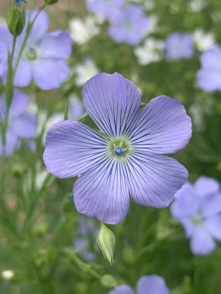 Linseed flower photo: BVSS/LW