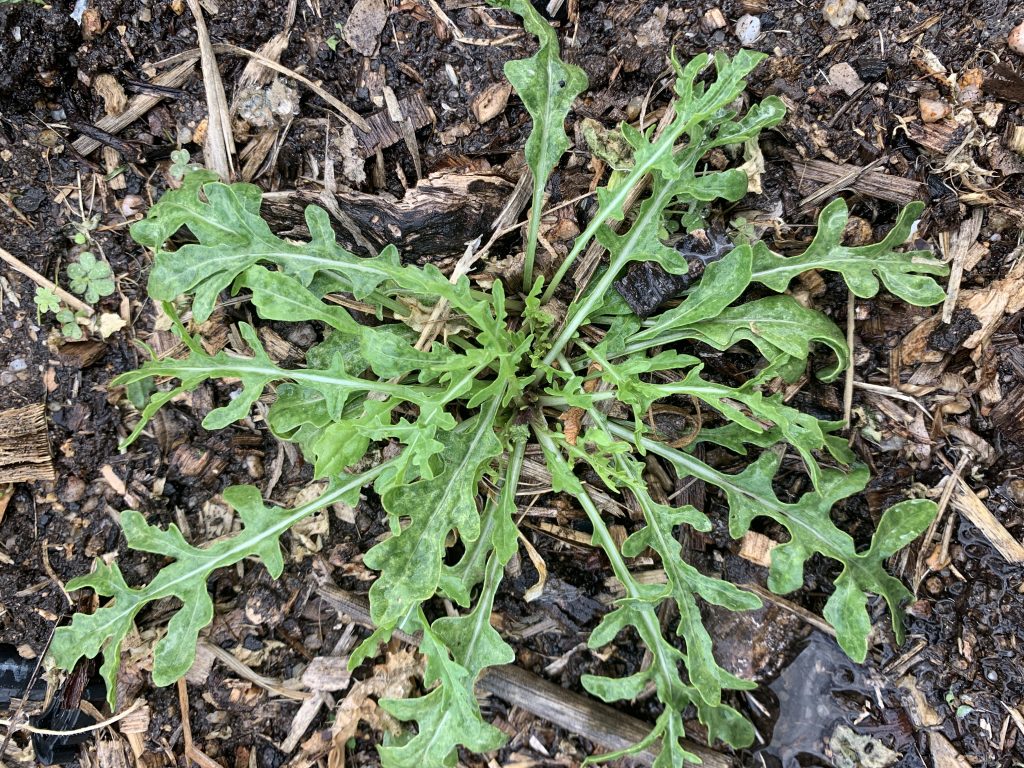Small wild rocket plant photo: BVSS/LW