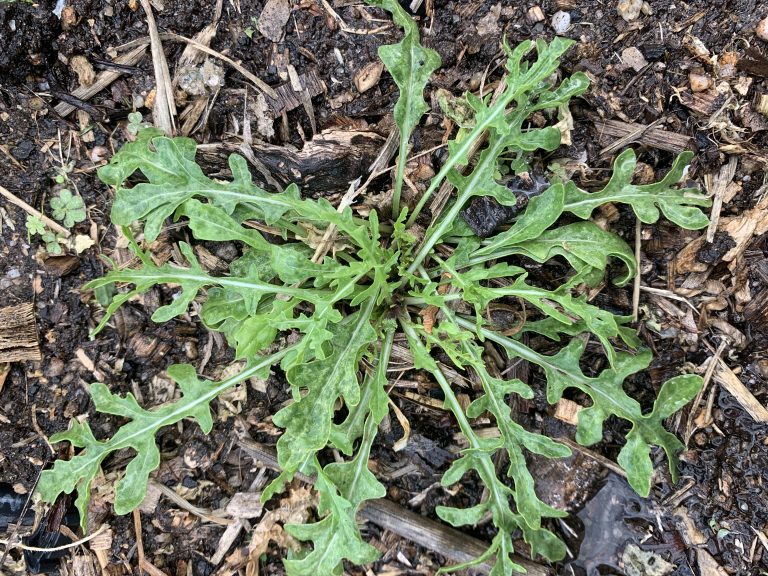 Small wild rocket plant photo: BVSS/LW