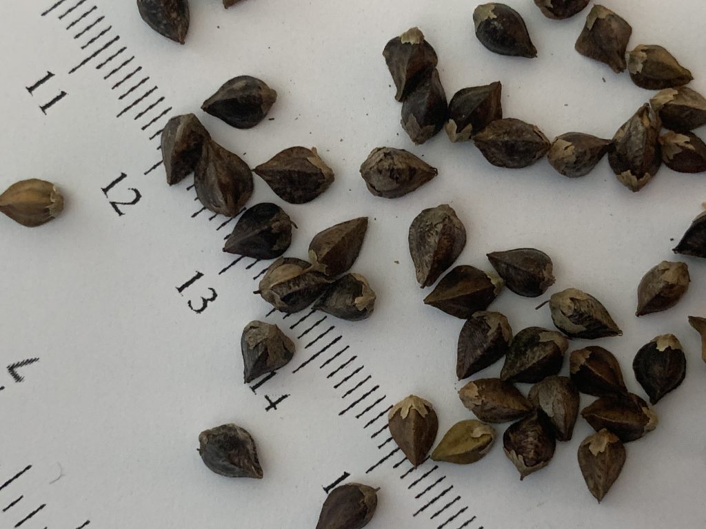 Buckwheat seeds (magnified) photo: BVSS/LW