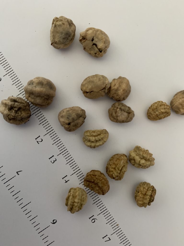 Mixed nasturtium seeds photo: BVSS.LW