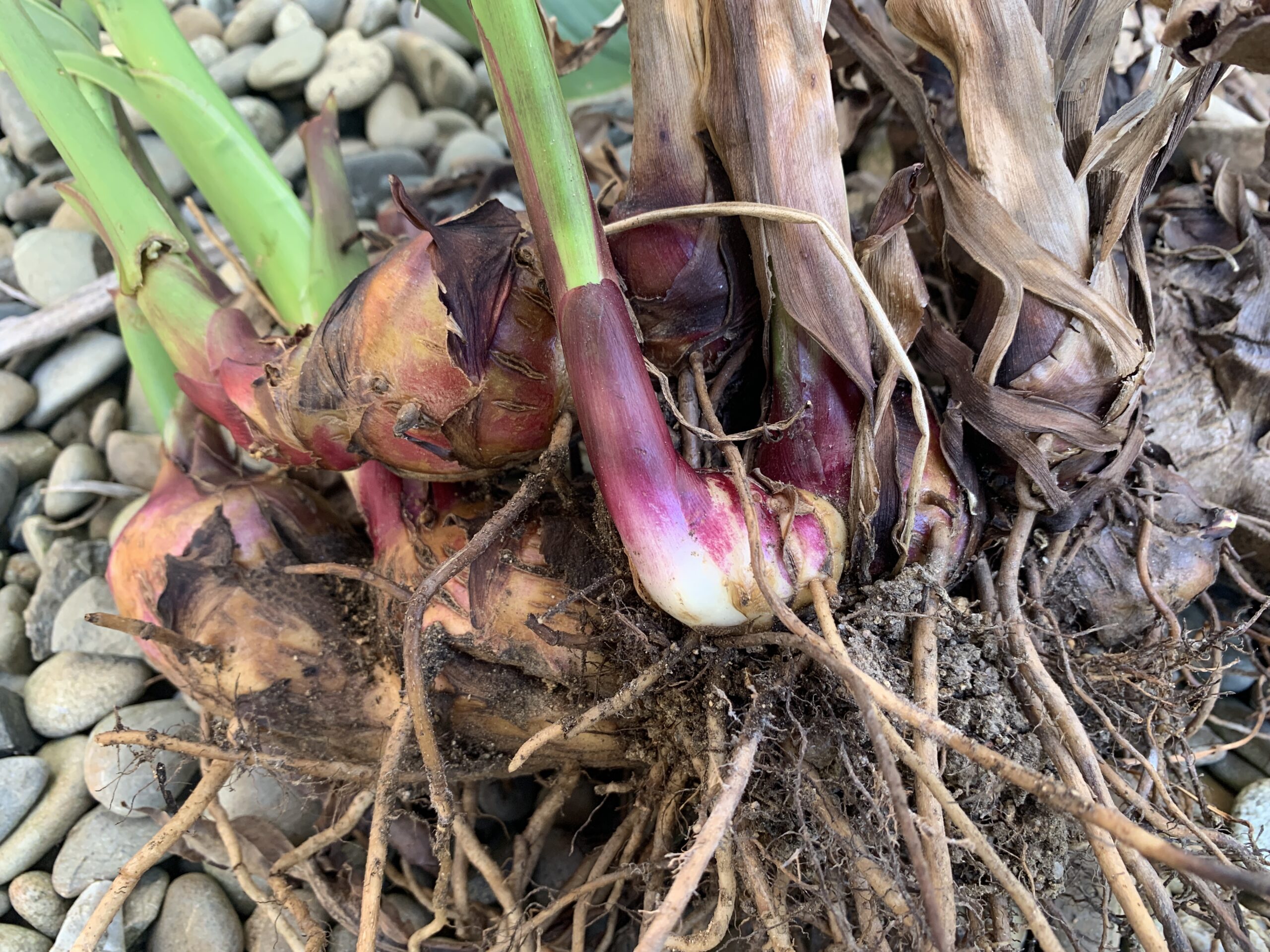 QLD Arrowroot rhizome reshooting in spring, photo: BVSS/LW