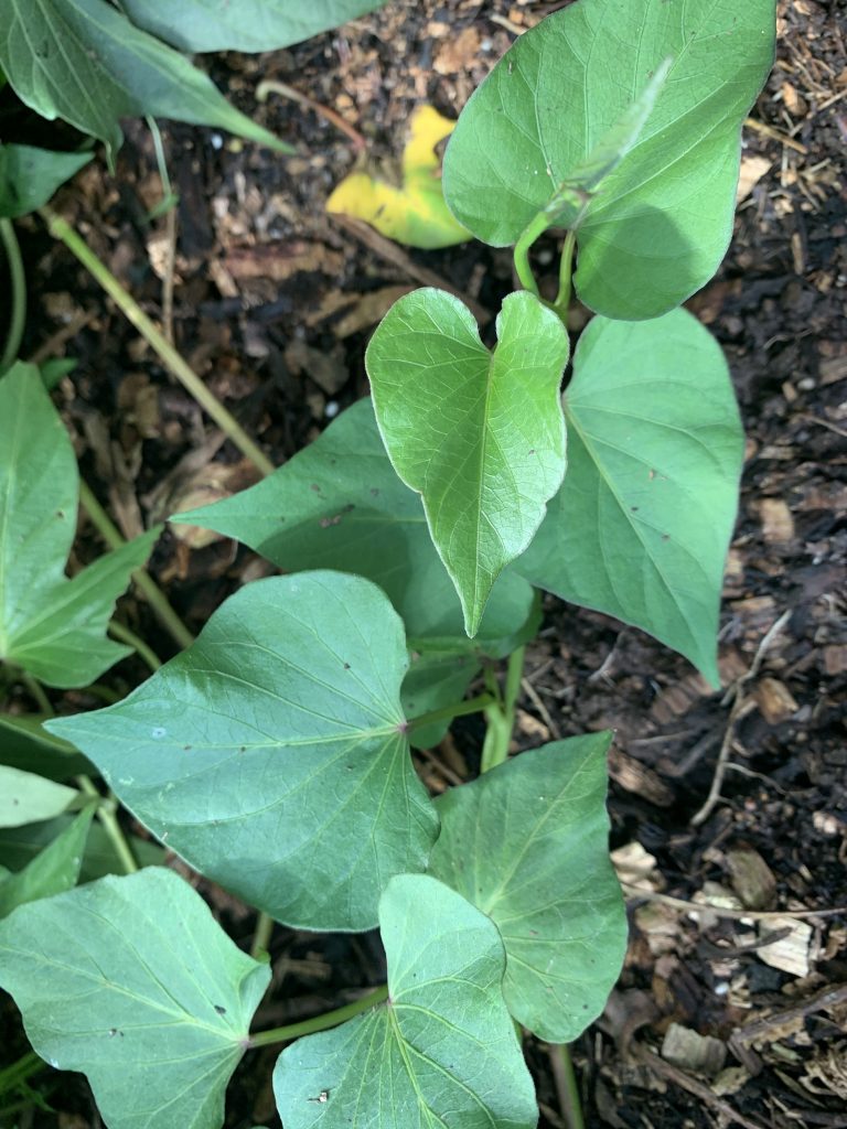 Heart shaped leaf variety. photo: BVSS/LW