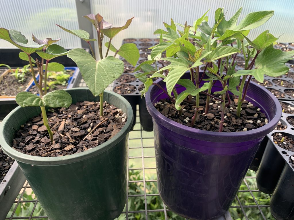 Sweet potato cuttings in pots. photo: BVSS/LW