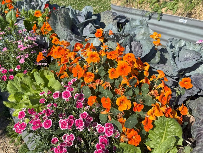 Orange nasturtiums in a mixed planting with other edibles photo: Jon Kingston