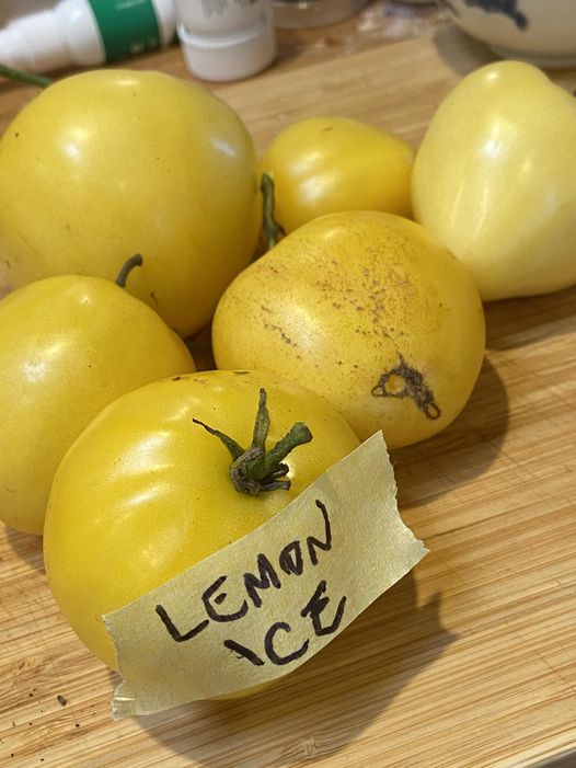 Lemon Ice. photo: Natalie Kerr