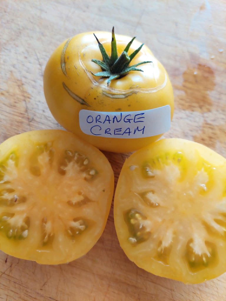 Orange Cream. photo: Kath Williams