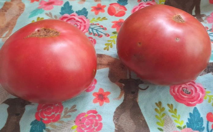 Rosella Crimson. photo: Soli Turnbull