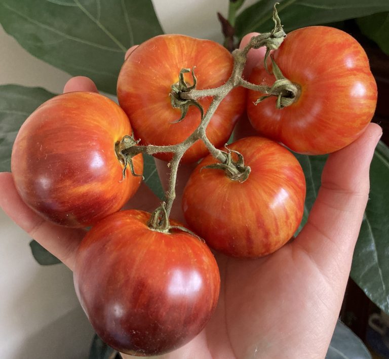 Striped Antho. photo: Thea O'Loughlin