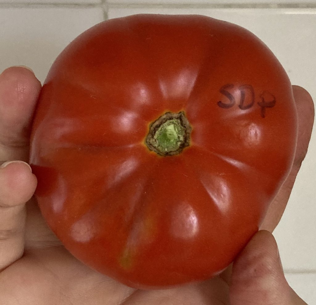 Sturt Desert Pea.  photo: Thea O'Loughlin