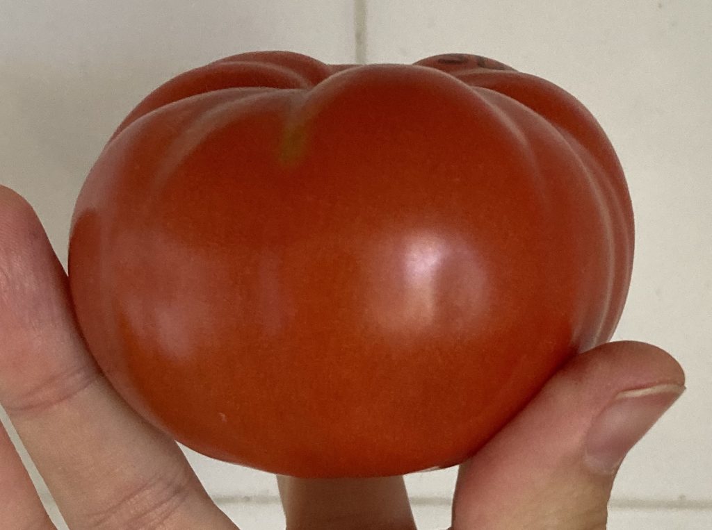 Sturt Desert Pea.  photo: Thea O'Loughlin