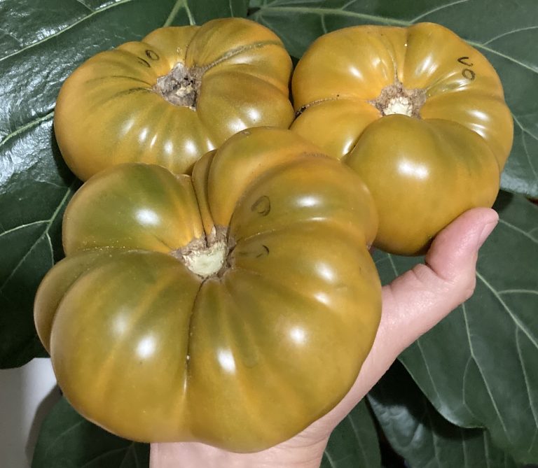 photo: Thea O'Loughlin