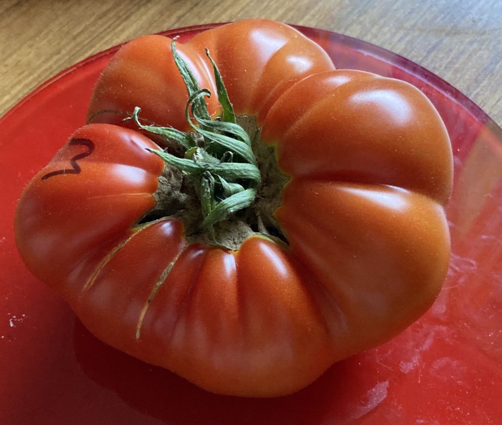 Wilpena, photo: Thea O'Loughlin