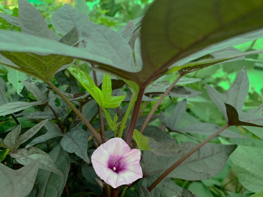 Sweet potato flower. photo: Lloyd Sharp