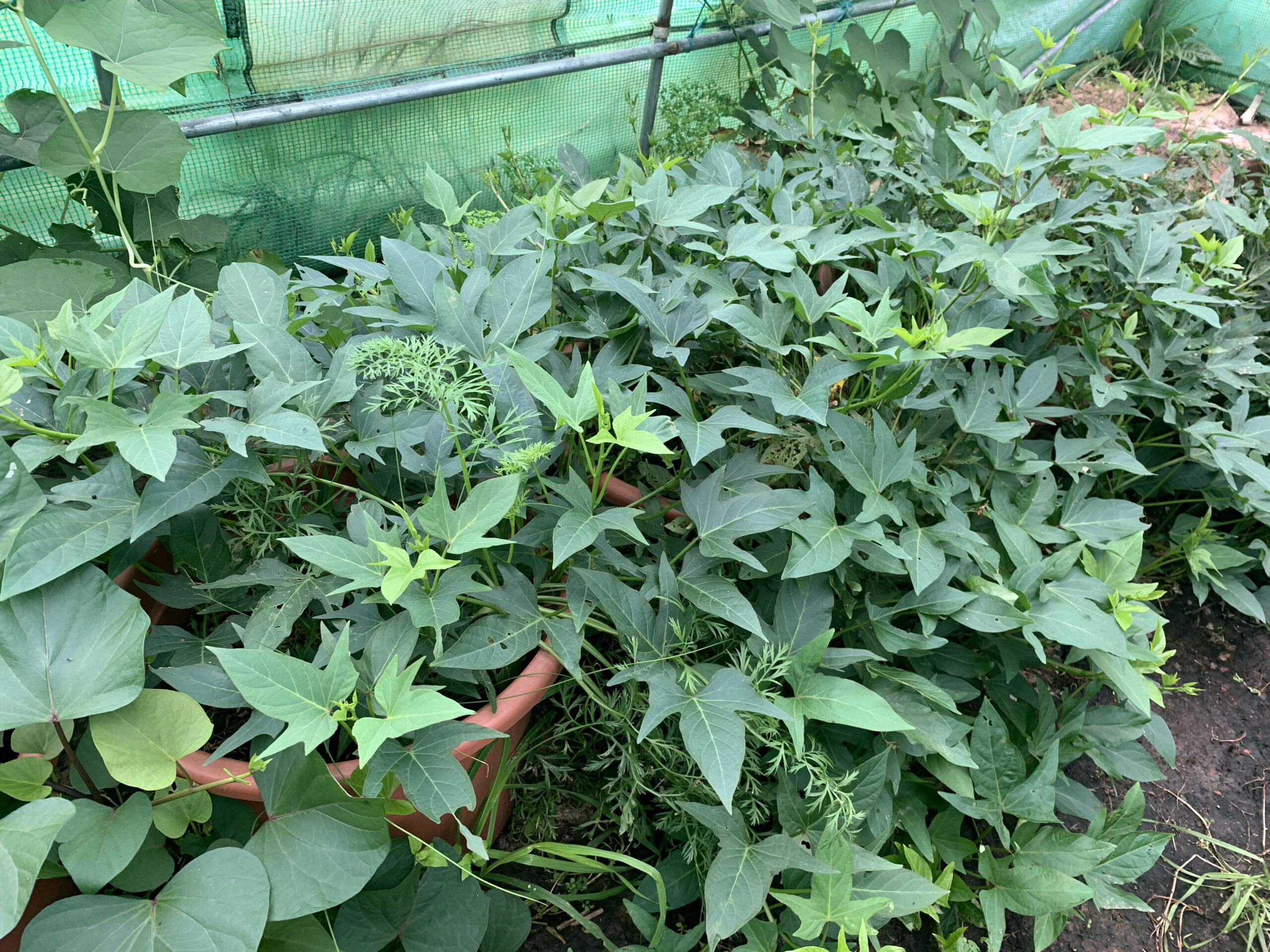 Variety with indented leaves. photo: Lloyd Sharp