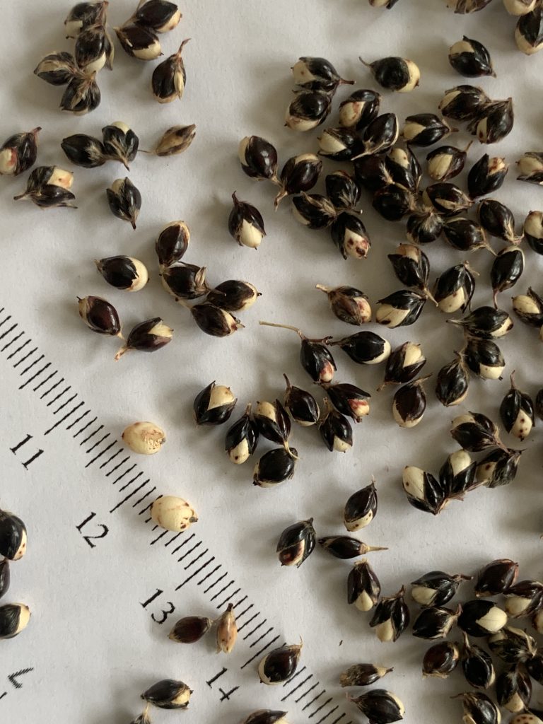 African White Sorghum seed photo: BVSS/LW