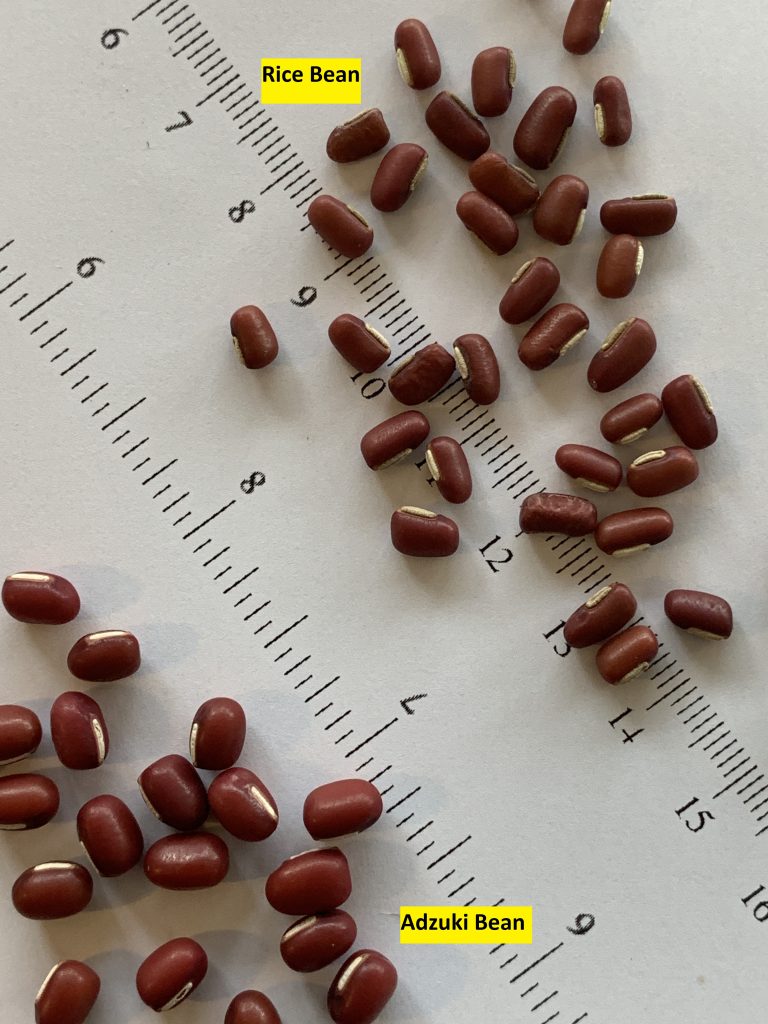 Rice bean seed & Adzuki bean seed comparison photo: BVSS/LW
